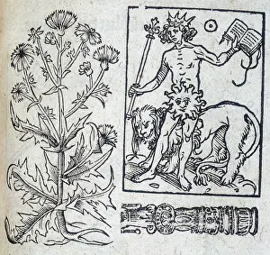 Alberti Prints: Chicory and the Sun, 13th century. Creator: Unknown