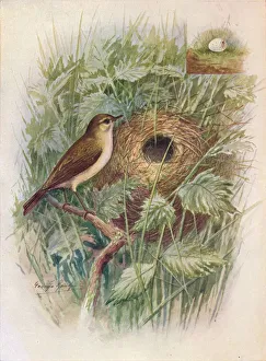 Arthur Landsborough Prints: Chiff-Chaff - Phyllos copus ru fus, c1910, (1910). Artist: George James Rankin