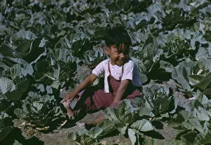 Dungarees Gallery: Child of a migratory farm laborer in the field during the harvest... FSA labor camp, Tex. 1942