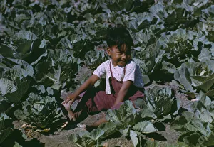 Migration Collection: Child of a migratory farm laborer in the field during the harvest... FSA labor camp, Tex. 1942