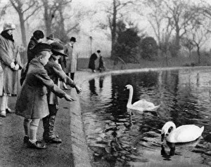 Swan Gallery: Children feeding the swans on the Serpentine, London, 1926-1927