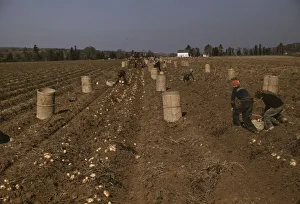 Child Labour Gallery: Children gathering potatoes on a large farm, vicinity of Caribou, Aroostook County, Maine, 1940