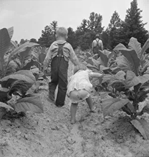 Tobacco Leaf Prints: Children helping father, tobacco sharecropper