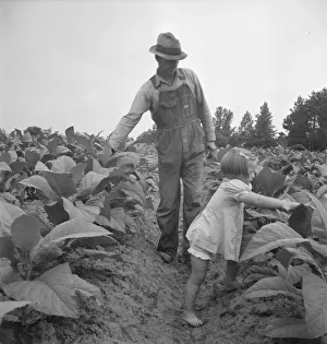 Children helping father, tobacco sharecropper... Person County, North Carolina, 1939. Creator: Dorothea Lange