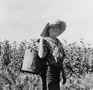 Straw Hat Collection: Many children work in the bean harvest, near West Stayton, Marion County, Oregon, 1939