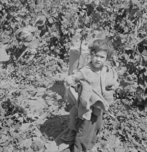 Children work in the hops in Oregon often all day...Independence, Polk County, Oregon, 1939. Creator: Dorothea Lange