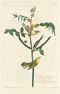 Childrens Warbler, 1828. Creator: Robert Havell