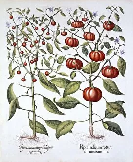 Medicinal Gallery: Chili Pepper [Nightshade Family], from Hortus Eystettensis, by Basil Besler (1561-1629), pub
