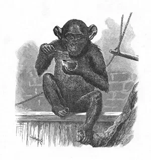 Babys Animal Picture Book Gallery: The Chimpanzee Sally. c1900. Artist: Helena J. Maguire