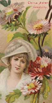Duke W Sons Co Prints: China Aster: Versatility, from the series Floral Beauties and Language of Flowers (N75