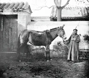 Nomadic Prints: China: an old Mongol woman with her horse, Beijing, 1871. Creator: John Thomson