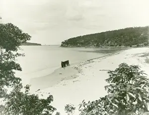 Headland Prints: Chinamans Beach, Mosman, c1910s. Creator: Unknown