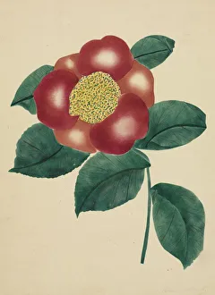Mary Altha Nims American Prints: Chinese Flower. Creator: Mary Altha Nims (American, 1817-1907)