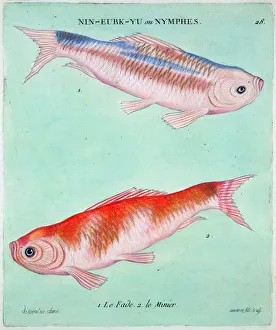 Swimming Prints: Chinese goldfish, 18th century. Artist: Francois Nicholas Martinet