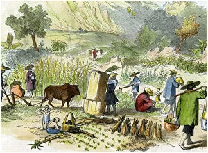 Ox Drawn Plough Gallery: Chinese harvest, Hong Kong, c1875
