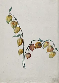 Chinese Lantern Prints: Chinese lantern (Physalis alkekengi): fruiting stem. Creator: Unknown