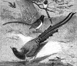 Regents Park Prints: Chinese magpies in the Zoological Society's Gardens