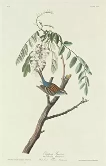 Chipping Sparrow, 1831. Creator: Robert Havell
