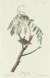 Sparrows Prints: Chipping Sparrow, 1831. Creator: Robert Havell