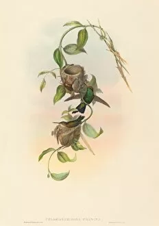 Nesting Gallery: Chlorostilbona prasina (Puncherans Emerald). Creators: John Gould