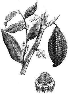 The chocolate nut tree, 1886
