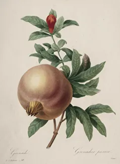 Choix des plus belles fleurs... plus beaux fruits: Grenade, 1827