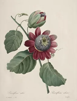 Henry Joseph Redoute French Prints: Choix des plus belles fleurs... plus beaux fruits: Passiflore ailee, 1827. Creator