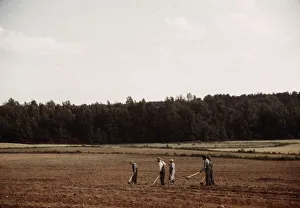 Jacob Ovcharov Prints: Chopping cotton, Greene County, Ga