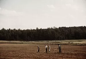Chopping cotton, Greene County, Ga.?, ca. 1941. Creators: Marion Post Wolcott, Jack Delano