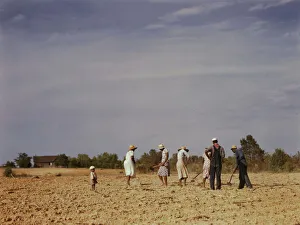 Chopping cotton on rented land near White Plains, Greene County, Ga. 1941. Creator: Jack Delano