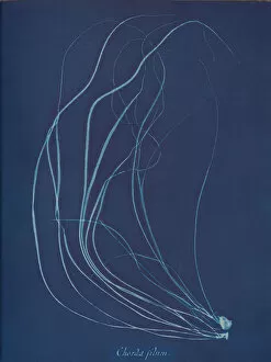 Blueprint Gallery: Chorda filum, ca. 1853. Creator: Anna Atkins