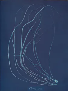 Atkins Anna Collection: Chorda filum, ca. 1853. Creator: Anna Atkins