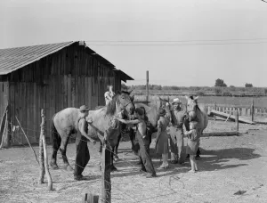Chris Adolf, his team, and six of his children on their new farm, Washington, Yakima Valley, 1939. Creator: Dorothea Lange
