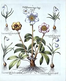 Bulbs Gallery: Christmas Rose and Snowdrop Variations, from Hortus Eystettensis, by Basil Besler (1561-1629)