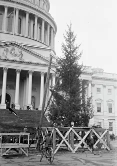 Christmas Tree Prints: Christmas Trees - Christmas Tree At Capitol
