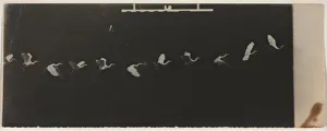Chronophotograph of a Flying Heron. Creator: Etienne-Jules Marey (French, 1830-1904)