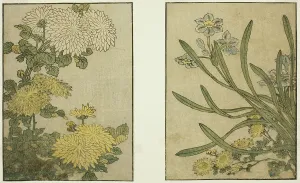 Narcissus Prints: Chrysanthemum and Narcissus, from the illustrated book Picture Book: Flowers of