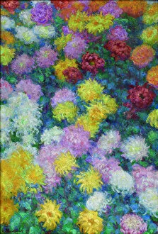 1897 Gallery: Chrysanthemums, 1897