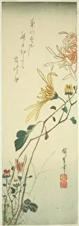Chutanzaku Gallery: Chrysanthemums, c. 1840. Creator: Ando Hiroshige
