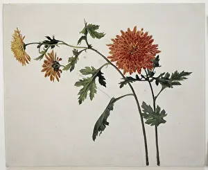 Blossom Prints: Chrysanthemums, c1817. Creator: Franz Theobald Horny