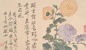 Chrysanthemums. Creator: Unknown