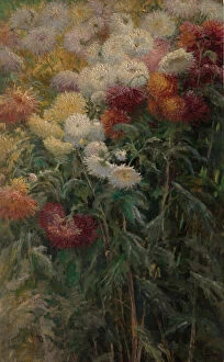 Gustav Gallery: Chrysanthemums in the Garden at Petit-Gennevilliers, 1893. Creator: Gustave Caillebotte