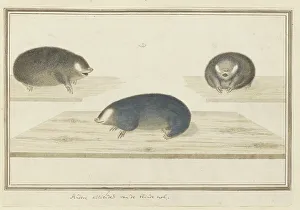 Insectivore Prints: Chrysochloris asiatica (Cape golden mole), c.1777. Creator: Robert Jacob Gordon