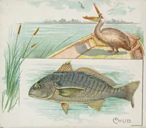 Aquatic Gallery: Chub, from Fish from American Waters series (N39) for Allen & Ginter Cigarettes, 1889