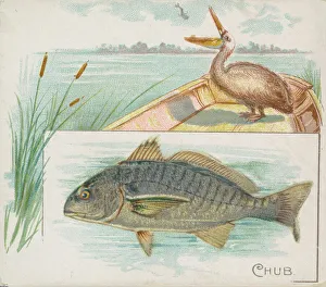 Aquatic Prints: Chub, from Fish from American Waters series (N39) for Allen & Ginter Cigarettes, 1889