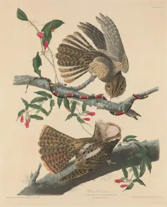 Chuck Wills Widow, 1829. Creator: Robert Havell