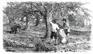 Malus Pumila Prints: Cider-Making in Devonshire - Collecting the Grass-Fruit, 1850. Creator: Unknown