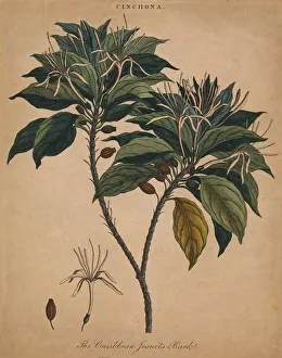 Wilkes John Prints: Cinchona. The Caribbean Jesuits Bark, 1801. Creator: Unknown