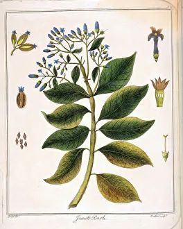 Cinchona (Jesuits or Peruvian Bark) 1795