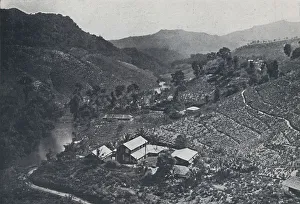 Adam Charles Black Prints: Cingalese Tea Plantation, 1924